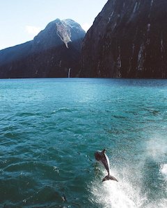 Real Journeys Milford Sound (Queenstown Coach/Nature Cruise/Coach) 米爾福德…