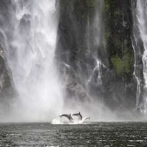 Real Journeys Milford Sound (Queenstown Coach/Scenic Cruise/Fly) 米爾福德峽…