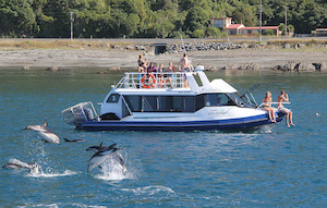 Dolphin Encounter-Swimming 凱庫拉海豚奇遇（與海豚共泳 & 觀賞…