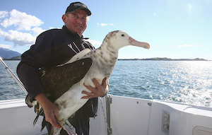 Kaikoura Albatross Encounter凱庫拉信天翁奇遇 - 喜田舒旅