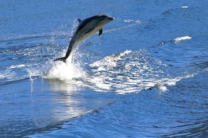 Real Journeys Doubtful Sound Wilderness Cruise (ex Queenstown) 神奇峽灣探…