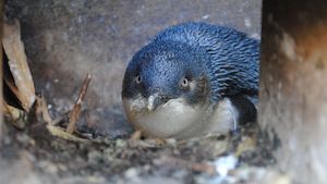 Blue Penguin Evening Viewing-Premium Tour 奧瑪魯藍眼企鵝-夜晚貴賓席…