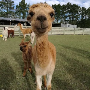 Christchurch Sherlin Alpaca Experience (Farm Tour) 基督城羊駝農場 - 喜田舒旅