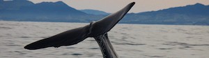 Whale Watch Kaikoura凱庫拉觀鯨 - 喜田舒旅