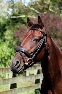 Eventor Crown Snaffle Bridle