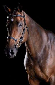 Collegiate Fancy Stitch Bridle