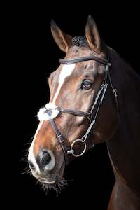 Schockemohle Auckland Bridle