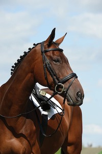 Bridles Accessories: Collegiate Syntovia+ Padded Raised Flash Bridle