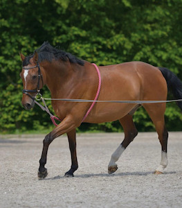 Lunging Training: Waldhausen Lunging Aid