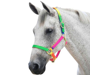 Roma Rainbow Headcollar