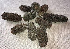 Banksia Cones - Sunset Coast Creations