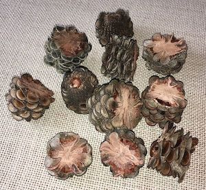 Banksia Cones Sliced - Sunset Coast Creations