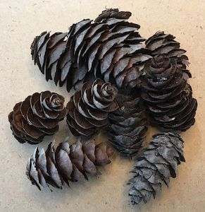 Curriculum development, educational: Douglas Fir Cones - Sunset Coast Creations