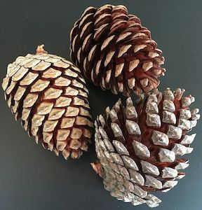 Pine Cones - Sunset Coast Creations