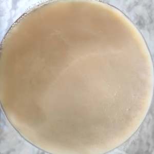 Large Kombucha SCOBY