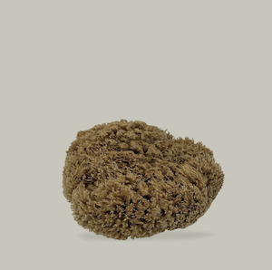 Natural Mediterranean Sea Sponges