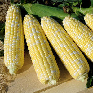 Honey & Pearl Sweetcorn - each