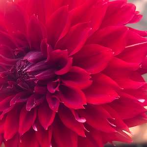 Red Fubuki Dahlia