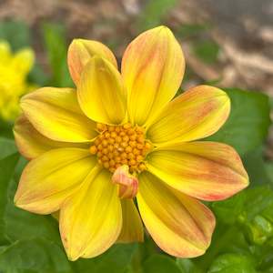 UberSummer - Mini Yellow/Orange Dwarf Dahlia