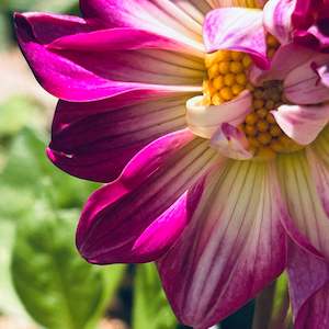 UberPurple - Mini Purple Dwarf Dahlia