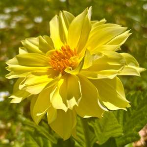 UberFrills - Mini Yellow Dwarf Dahlia