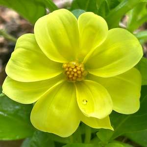 Child minding centre: UberYellow - Mini Yellow Dwarf Dahlia