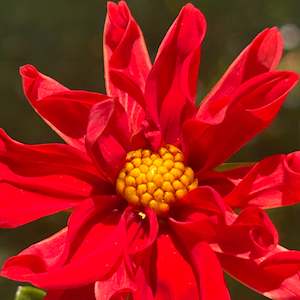 Child minding centre: Uber1 - Mini Red Dwarf Dahlia