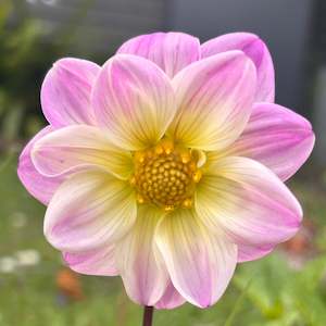 UberLilac - Light purple dwarf dahlia