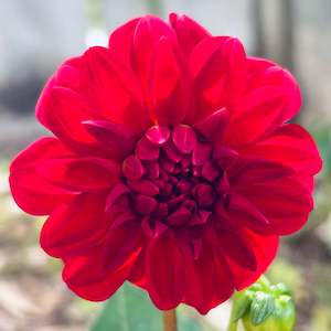 Red New Year - Dwarf dahlia