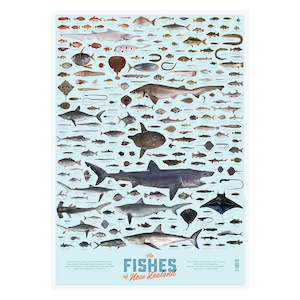 The Fishes of New Zealand Poster