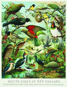 Books: William Shaw Diedrich Schmidt, 'Buller’s Birds of New Zealand', circa 1900 – Poster