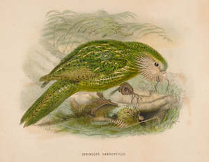 J. G. Keulemans, 'Stringops habroptilus, (Kakapo)', 1872, - Print