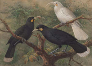 Johannes Keulemans, 'Three Huia (Heteralocha acutirostris)', circa 1900 - Print