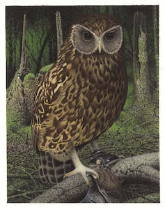 Paul Martinson, 'Sceloglaux albifacies (Laughing Owl, Whekau)', 2004 - Print