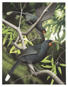 Paul Martinson, 'Heteralocha acutirostris (Huia)', 2004 - Print