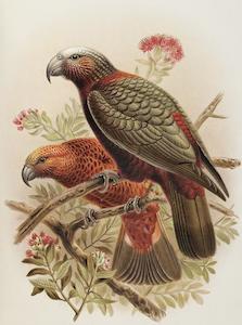 Johannes Keulemans 'Kaka', circa 1900 - Print