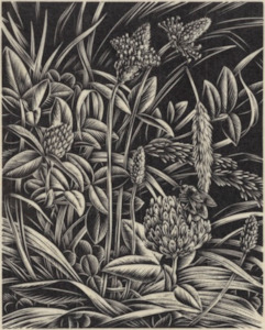 E. Mervyn Taylor, 'Clover', 1949 - Print - wholesale