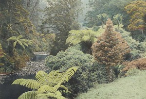 Whites Aviation, 'New Zealand Bush', 1940s - Print