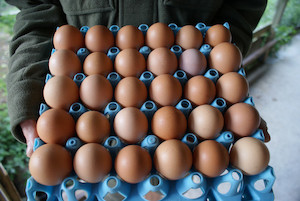 30 Mixed Grade Free Range Eggs Te Rata Family Farm