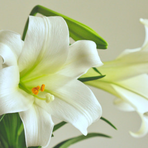 Essential Fragrance Oils: Christmas Lily Fragrance Oil