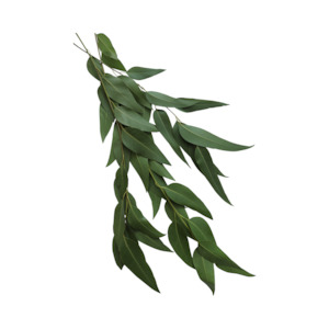 Eucalyptus Essential Oil