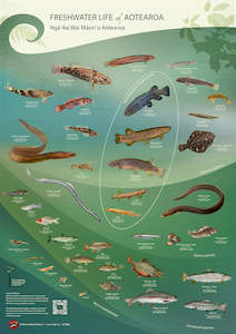 Freshwater life of Aotearoa A2 Archival print