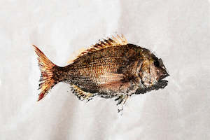 Seafish: Snapper Gyotaku