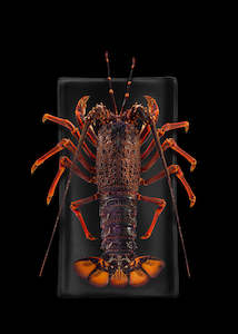 New Zealand Crayfish