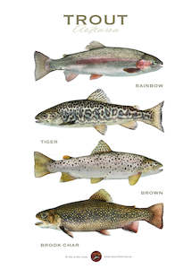 Products: Trout of Aotearoa A2 Archival print