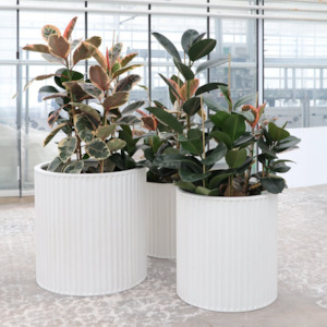 Piako Ribbed Cylinder Planter | 3 Sizes | Black, White Or Weathered Cement