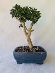 Homewares: Bonsai Boxwood (Buxus)