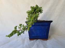 Bonsai Juniper Procumbens Nana