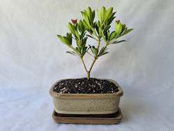 Bonsai Lily of the Valley(Convallaria majalis)