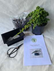 Juniper Procumbens Nana Budget Starter Kits